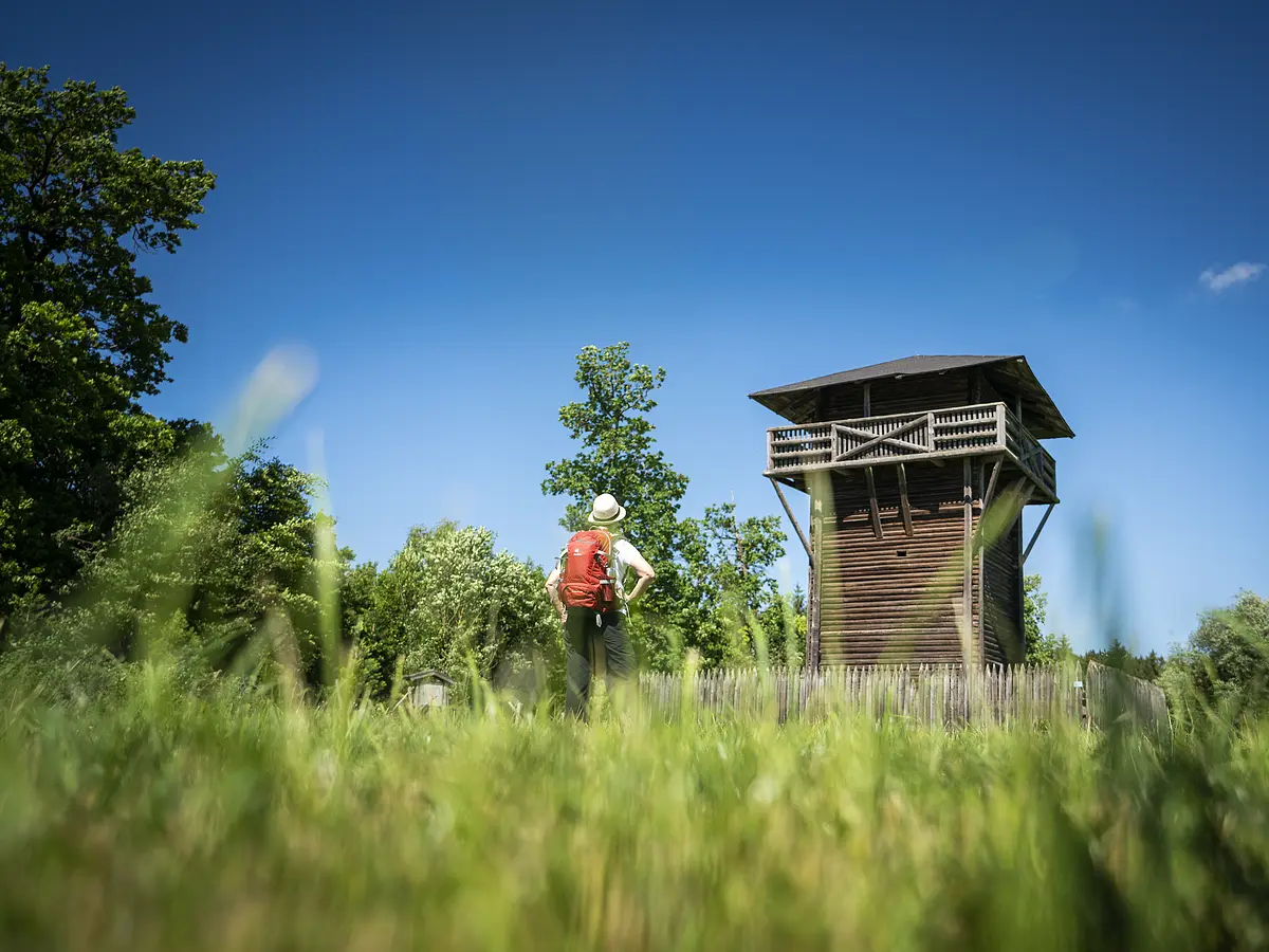 Limes-Wanderweg (Burgsalach) Wanderer mit rotem Rucksack steht auf Wiese vor hölzernem Aussichtsturm bei blauem Himmel