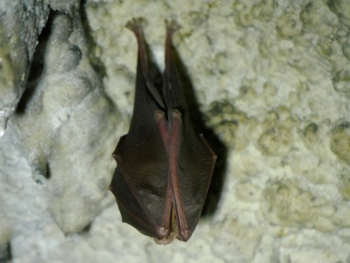 Fledermaus im Schulerloch Die Fledermaus eine Hufeisennase hängt in der Tropfsteinhöhle an der Wand und schläft.