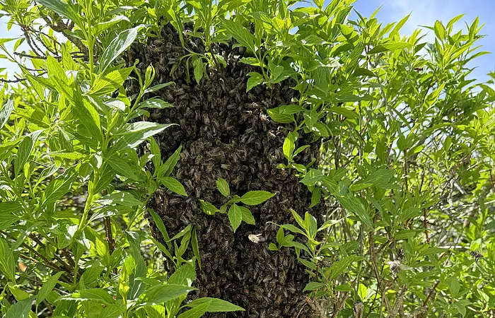 Bienenschwarm hängt an einem grünen Strauch unter blauem Himmel.