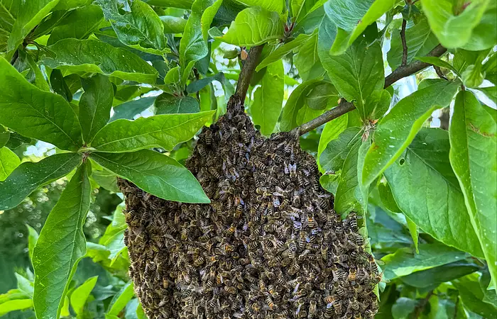 Bienenschwarm hängt an einem Ast inmitten grüner Blätter eines Baumes.