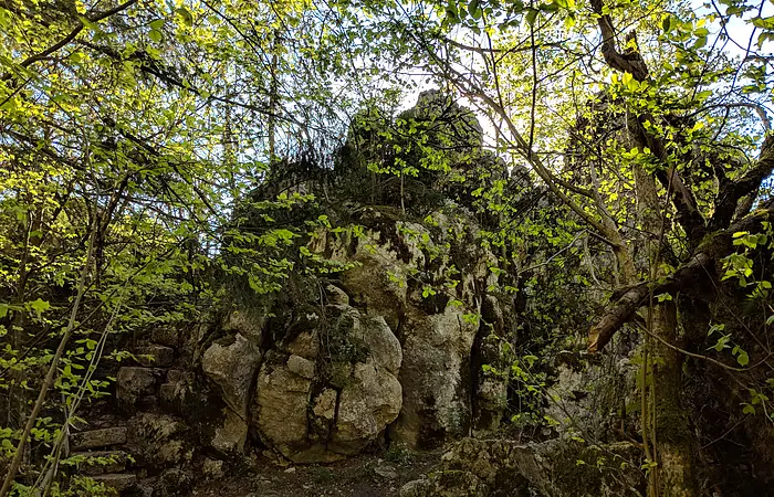 Der Felsen mit Moos bewachsen liegt umgeben von Bäumen im Naturschutzgebiet.