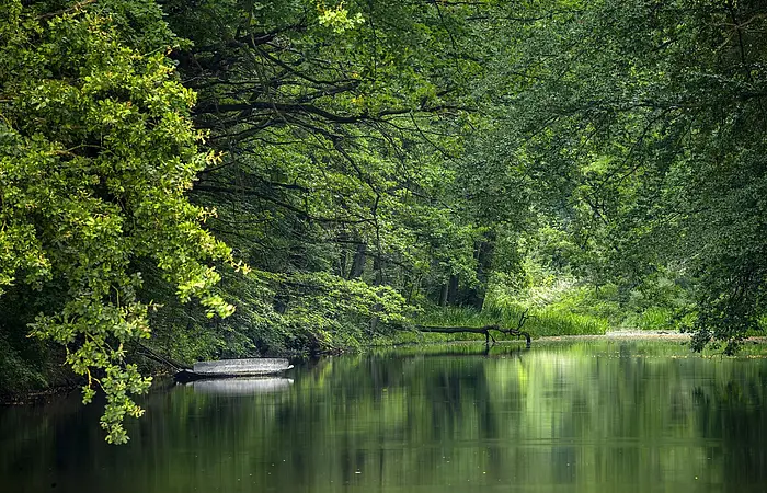Der Karlsgraben, ein von Mensch erschaffener, Wassergraben ist umrahmt von grünen Zweigen, die sich Richtung Wasser strecken.