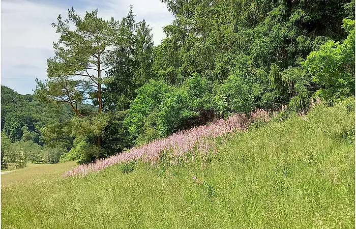 Diptam blüht am Waldrand