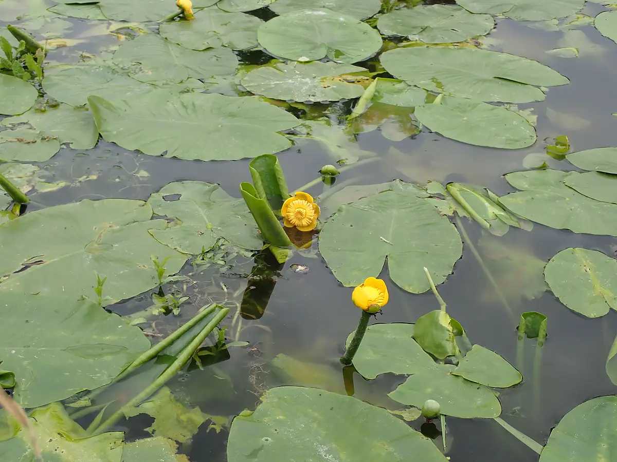 Teichrose in der Altmühl Die gelbe Teichrose blüht inmitten ihrer grünen Blätter.