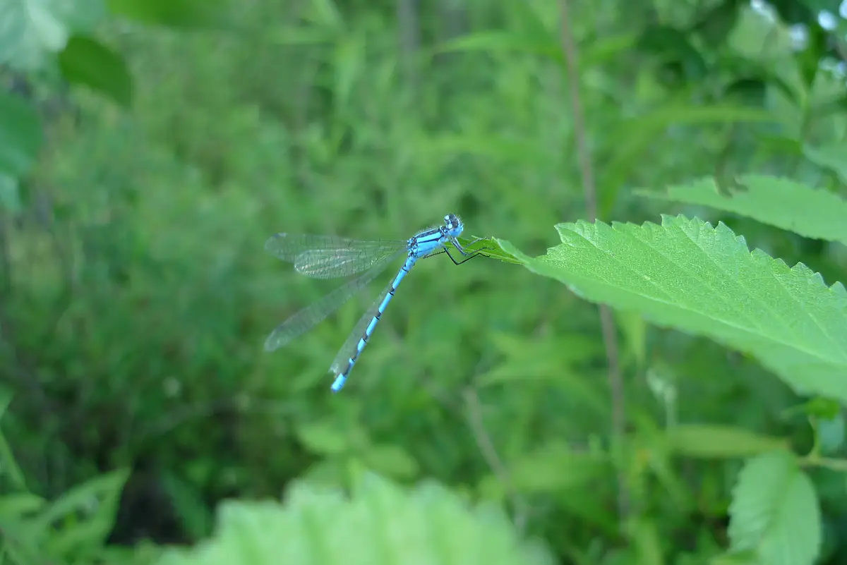 Libelle an der Altmühl