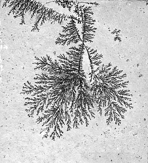 Dendrit Dendriten sind in schwarz-weiß zu sehen. Sie sind so ähnlich wie gefrorenes Wasser an den Fensterscheiben anzusehen.
