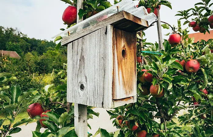 Ein Holzvogelhaus für Stare steht auf einem Holzpfosten inmitten kleinwüchsiger Apfelbäume, die rote Äpfel tragen.