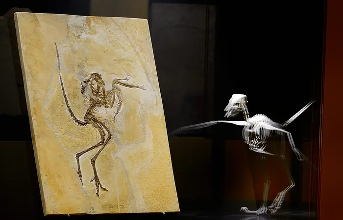 Ein großes Fossil eines kleinen Srvogels. Daneben das Modellskelett des Tiers zur Demonstration.