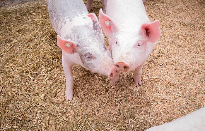 Zwei junge Schweine stehen auf Stroh und Holzspänen, eines ist weiß, das andere weiß mit grauen Flecken.