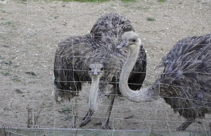 Zwei Strauße hinter einem Drahtzaun auf sandigem Boden mit etwas Gras im Hintergrund.