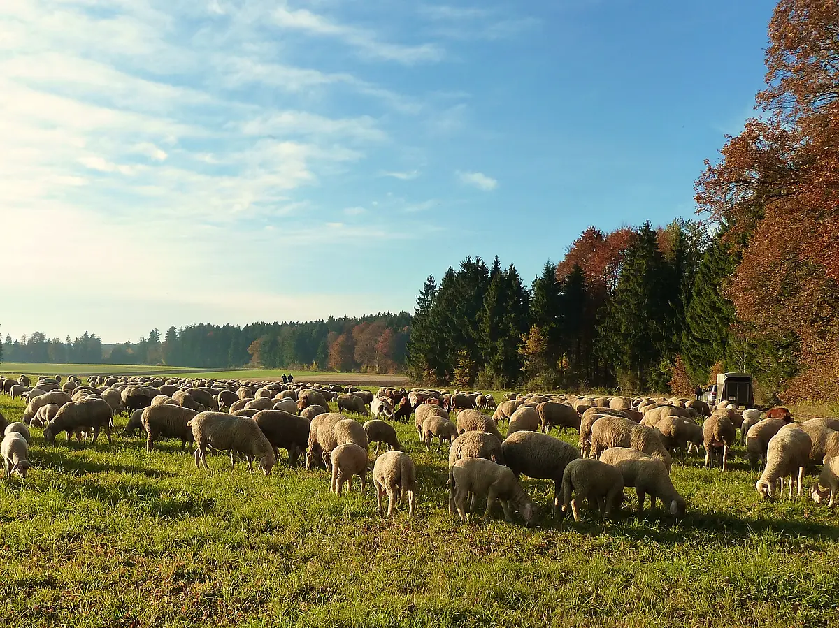 Schäferei Eichhorn_Schafe Schafe auf Weide