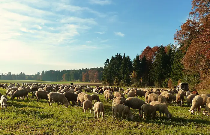 Schafe auf Weide