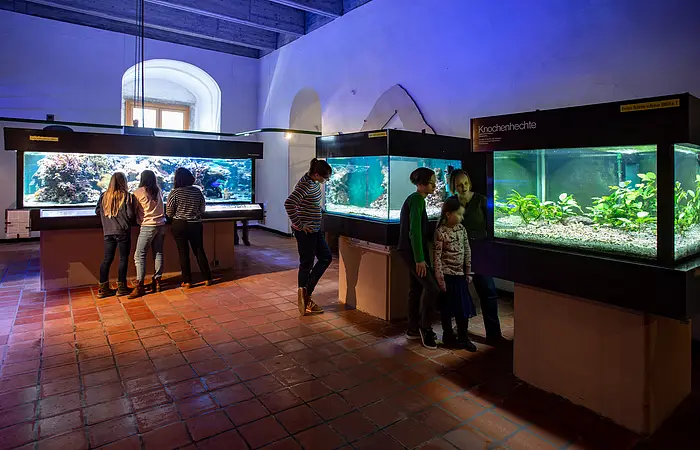 Schüler beobachten die Fische und andere Meerestiere der Aquarien im JuraMuseum.