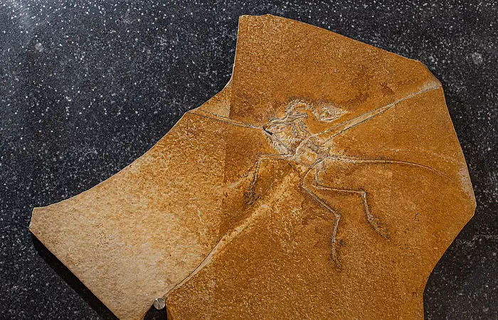 Der versteinerte Skelettfund des Archaopteryx ist zu sehen. Die Kalkplatte liegt auf einem grauen Hintergrund.