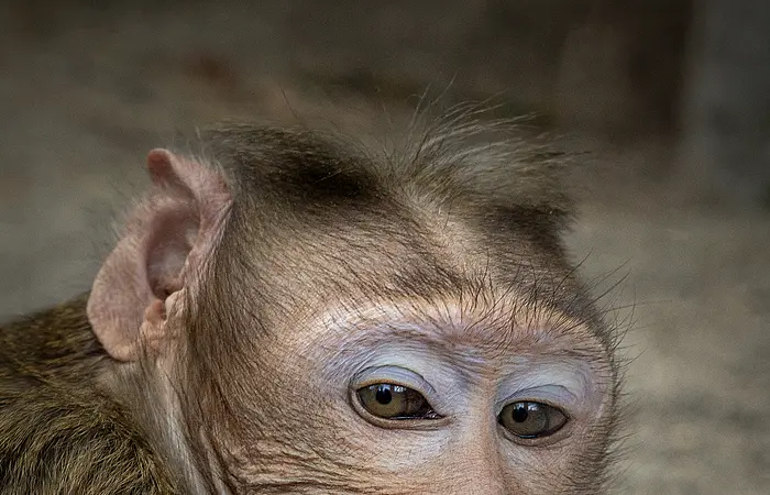 Ein Affe grinst schief ins Bild. Im Hintergrund ist ein Sandboden zu erahnen.