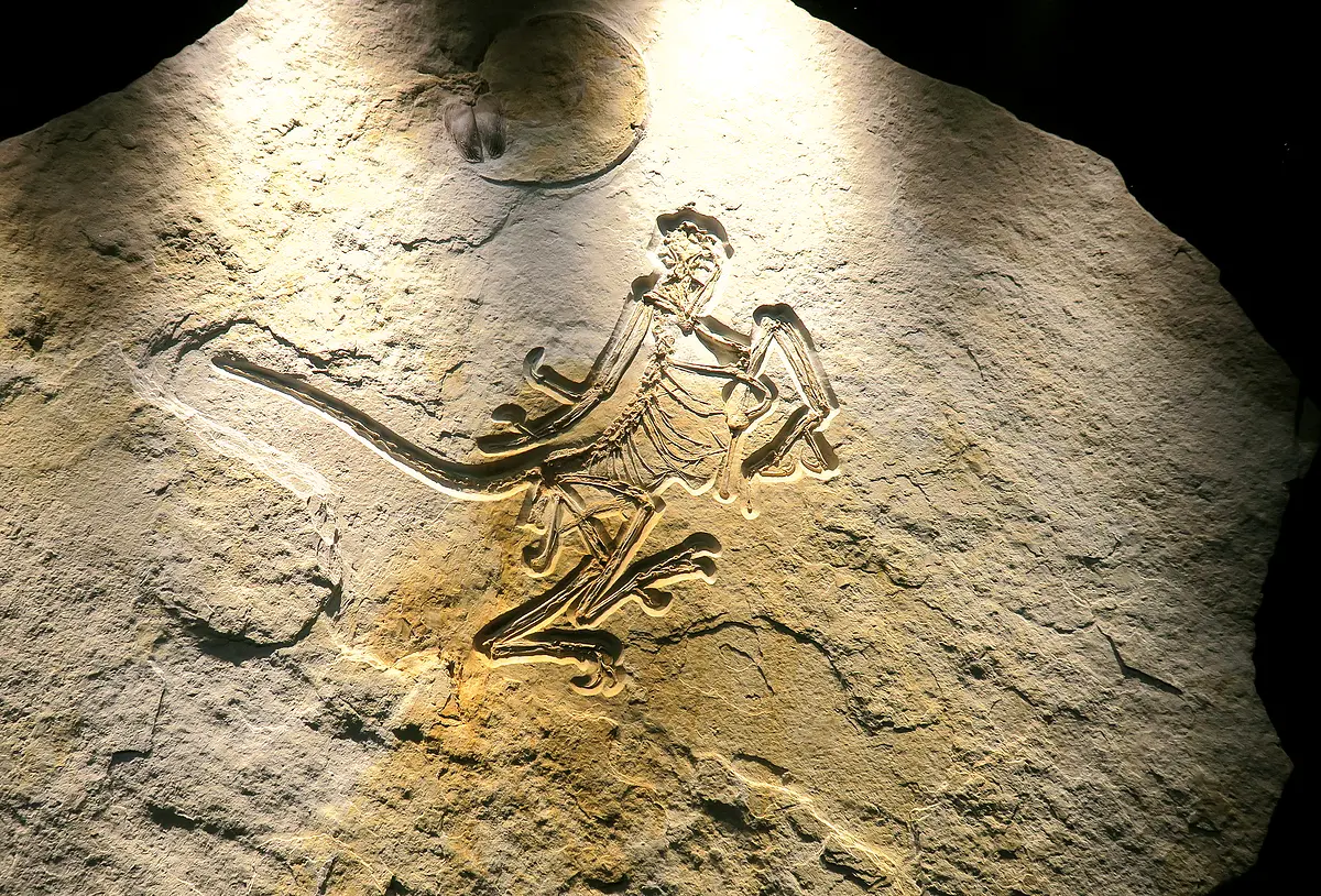 Der versteinerte Archaoepteryx aus dem Museum Solnhofen ist zu sehen.