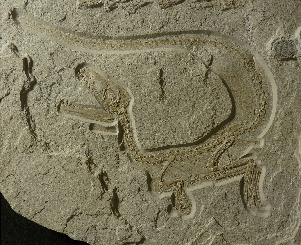 Fossil eines kleinen Dinosauriers mit langem Schwanz und geöffnetem Maul in einem Stein eingebettet.