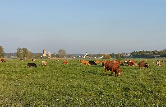 Kühe grasen auf einer Wiese, im Hintergrund sind Bäume und Gebäude zu sehen.