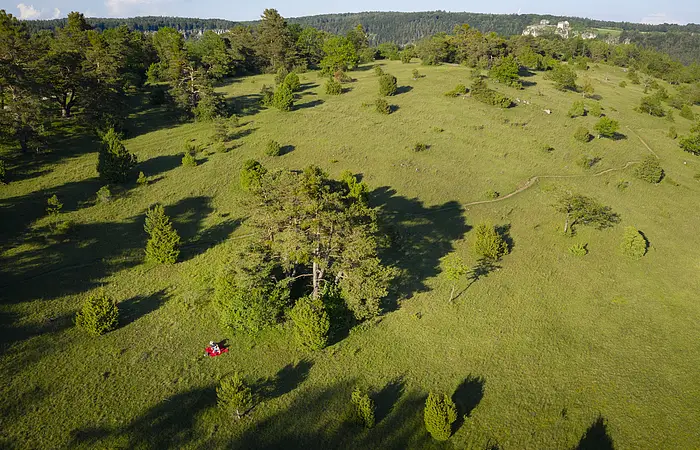 Wanderer auf der Gungoldinger Wacholderheide unterwegs auf dem Altmühltal-Panoramaweg. Die Wanderer sind nur ganz schwach inmitten der grünen Landschaft auszumachen.