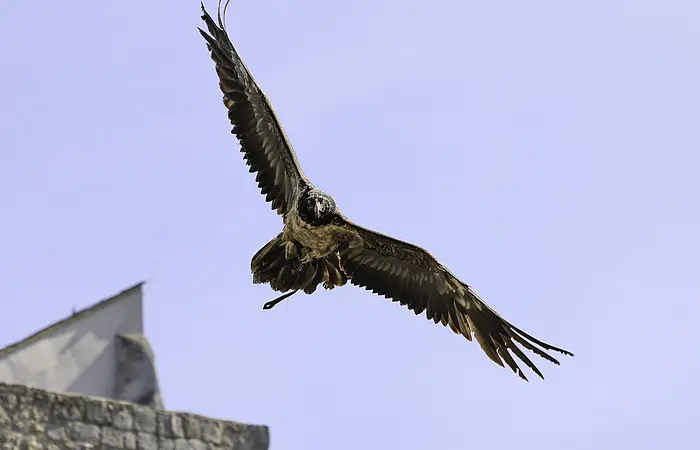 Von einer Steinmauer, die man nur noch erahnen kann, hat sich ein Adler in die Lüfte geschwungen. Dahinter ist nur der Himmel zu sehen.