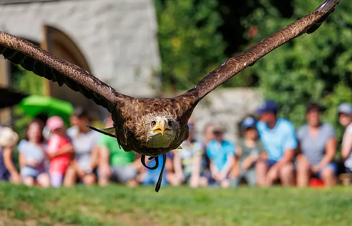 Ein Adler fliegt tief über der grünen Wiese. Im Hintergrund ist eine begeisterte Zuschauermenge zu erahnen.