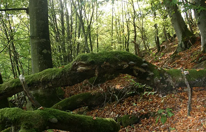 Seit 2011 sind die naturnahen Buchenwälder Europas als UNESCO Weltnaturerbe geschützt. Auch im Naturpark Altmühltal gibt es Reste solcher naturnahen Buchenwälder. Der Beixenhart ist ein etwa 54 Hektar großes Naturwaldreservat. Um den Wald in seinem naturnahen Zustand zu erhalten und sogar wieder zu einem Urwald werden zu lassen, wird in diesem Waldgebiet jegliche Nutzung unterlassen; nicht einmal abgestorbene oder vom Sturm umgestürzte Bäume werden aufgearbeitet. Auf dem Jägersteig führt der Weg durch einen "Urwald" mit hohem Totholzbestand und mächtigen Buchen, entlang an steilen Felsvorsprüngen, geschaffen durch die Urdonau, mit einem wunderbaren Blick ins Wellheimer Trockental.