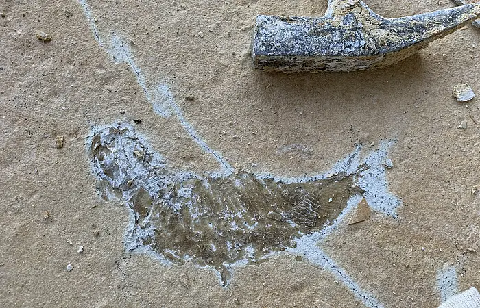 Schmelzschuppenfisch; Fundsituation