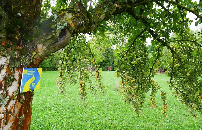 Das Wanderwegsschild der Schlaufe hängt an einem Baum auf Augenhöhe. Die Äste biegen sich unter der Last der noch grünen Äpfel. Die Wiesen sind sattgrün.