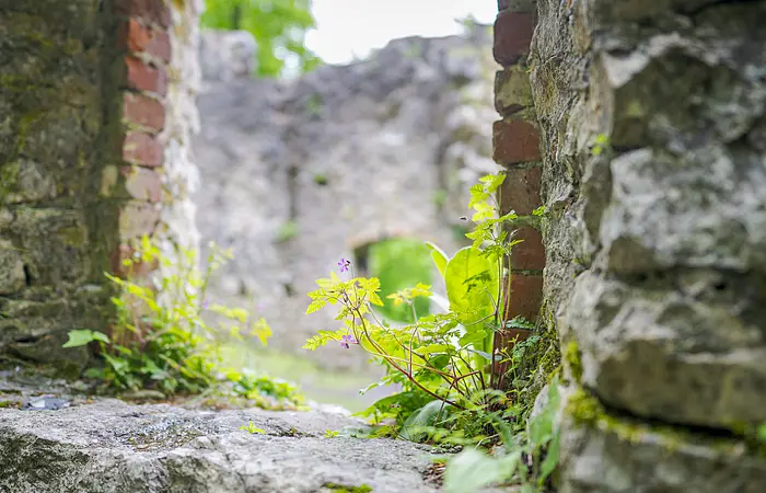 Pflanzen wachsen zwischen alten Stein- und Ziegelmauern einer Ruine.