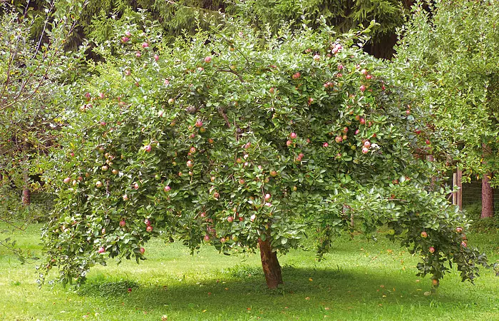 Üppiger Apfelbaum mit roten Äpfeln, dessen Zweige tief zum Boden hängen. Er steht auf einer Wiese. Im Hintergrund sieht man weitere Apfelbäume.