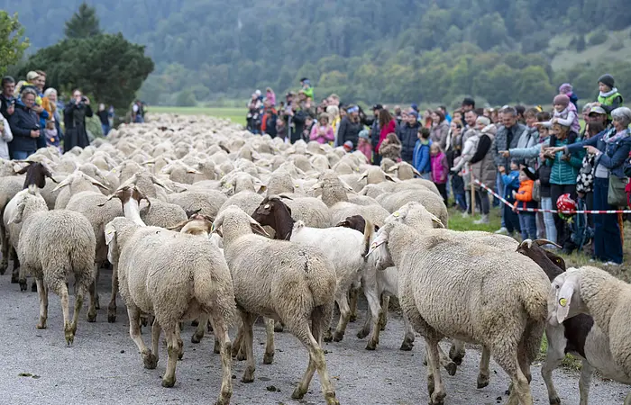 Schafe und Menschenmenge