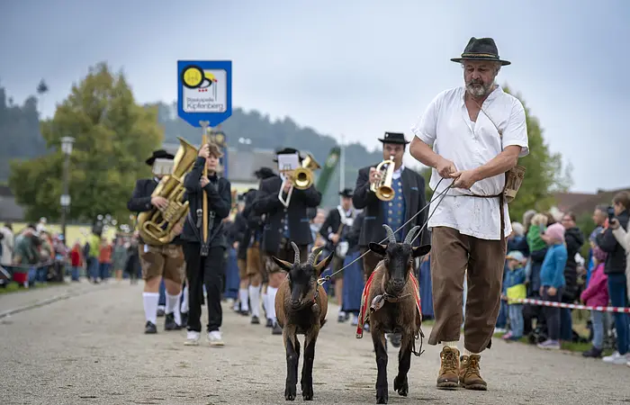 Zwei Ziegen mit Blaskapelle