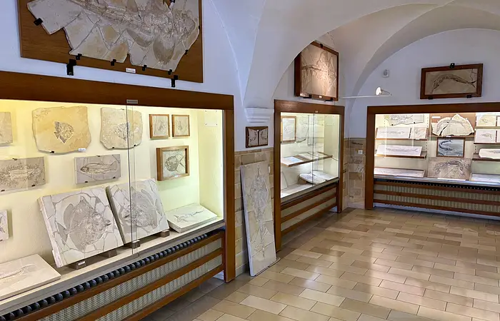 Der Ausstellungsraum des Msueums mit Vitrinen an den Wänden, in denen die Fossilien des Jura-Meeres ausgestellt sind.