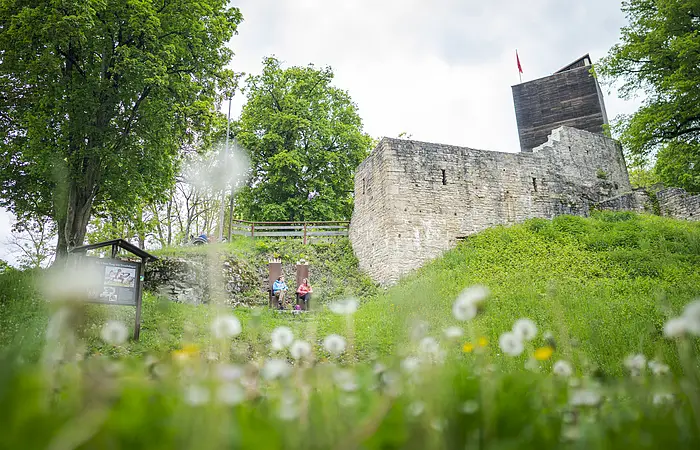 im Vordergrund Wiese mit Pusteblume, Gänseblümchen und co. oben Burgturm eingerahmt von Bäumen