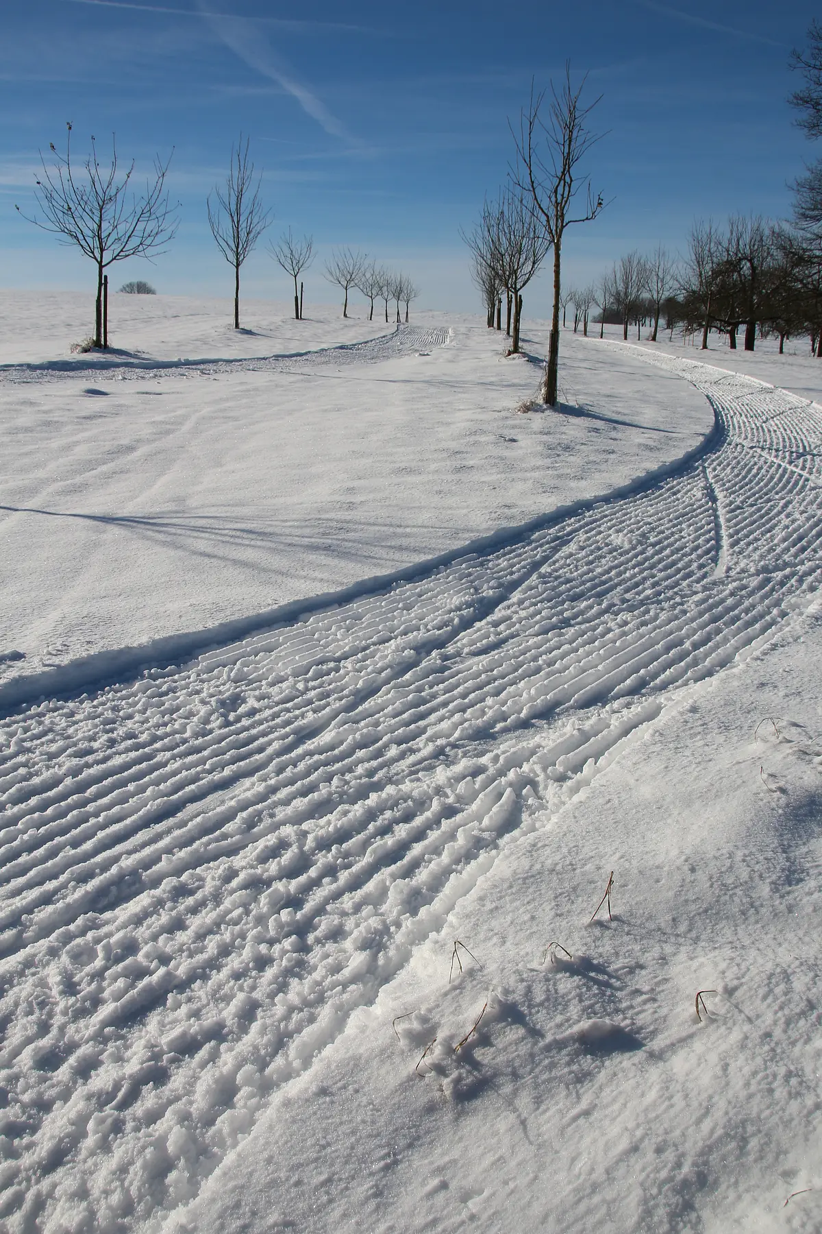 Loipe Ruppmannsburg (andere Perspektive) Schneebedeckter Weg mit Spuren und kahlen Bäumen unter blauem Himmel im Winter.