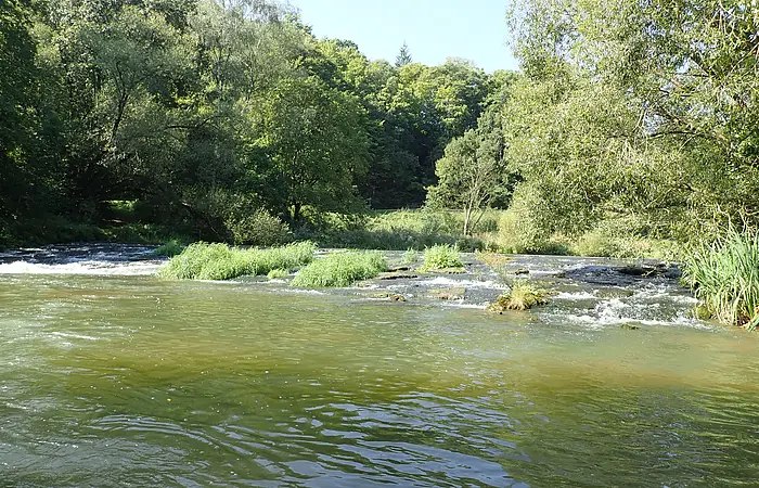 Fluss mit flachem Wasser und Inseln aus Gras, umgeben von Bäumen unter klarem Himmel.