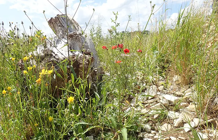 Grünwachsende Pflanzen, sowie rot- und gelbblühende Blumen umrahmen ein Stück Totholz und Jurakalkplattenreste.