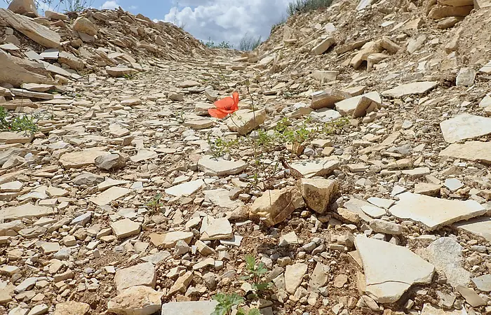 Eine einzelne rote Blume inmitten von Abraum des in der Nähe liegenden Steinbruchs.