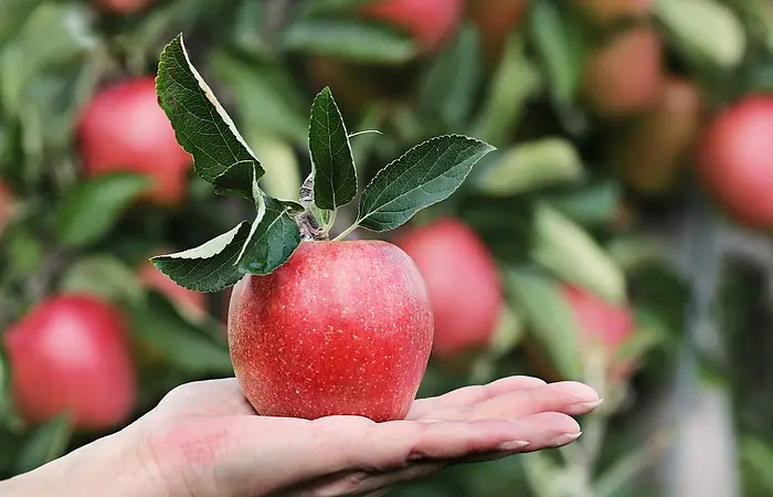 Apfel in der Hand