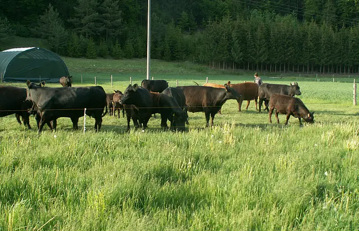 Rinder auf der Weide