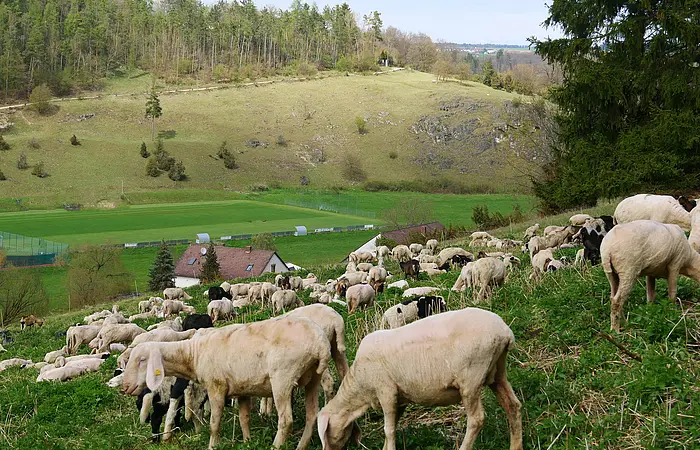 Schafherde grast auf der Weide. Im Hintergrund ist eine Wacholderheide zu sehen.