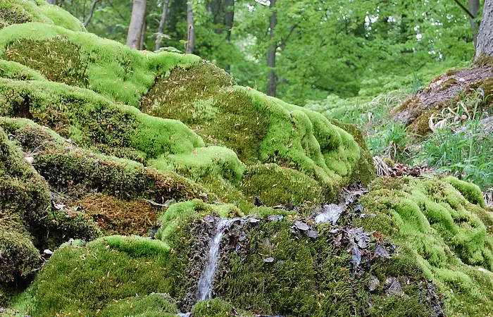 Am Wanderweg Nr. 4