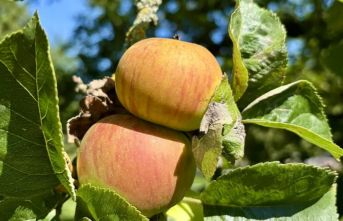 Zwei reife Äpfel hängen an einem Ast mit grünen Blättern vor blauem Himmel.