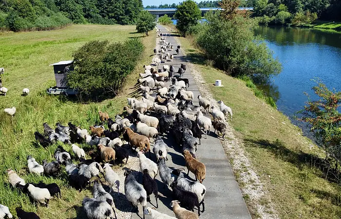 Schafe in verschiedenen Farben laufen auf einem Weg neben einem Fluss und einer grünen Wiese.