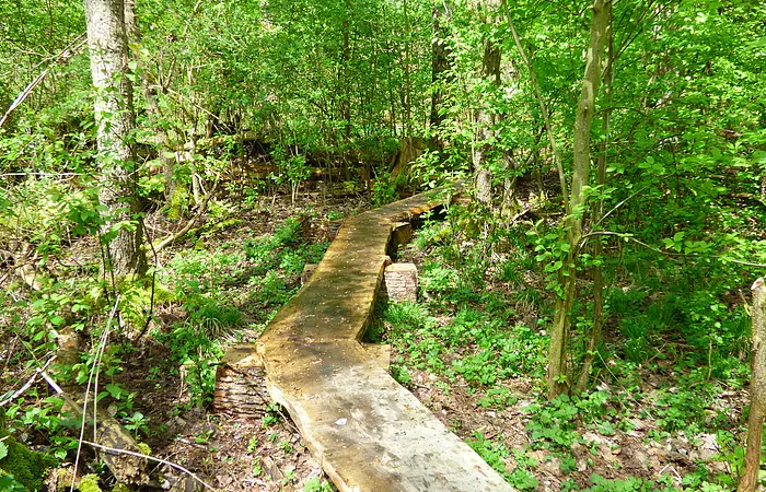 Ein schmaler Weg aus Holzplanken, die auf Baumstämmen liegen, führt durch das Schuttermoos. Eingerahmt von Bäumen und Büschen, die im satten grün strahlen.