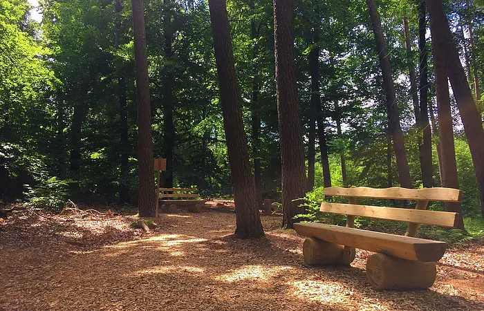 Ein idyllischer Platz im Wald mit einer Bank.