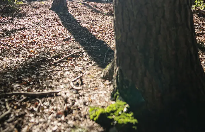 Zwei Personen liegen auf einer Liege im Wald.