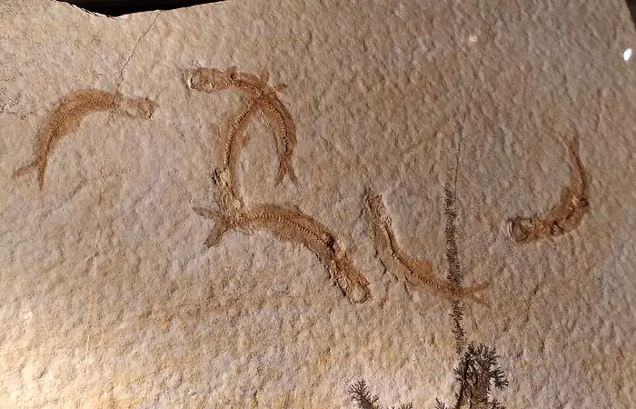 Leptolipes sprattiformis