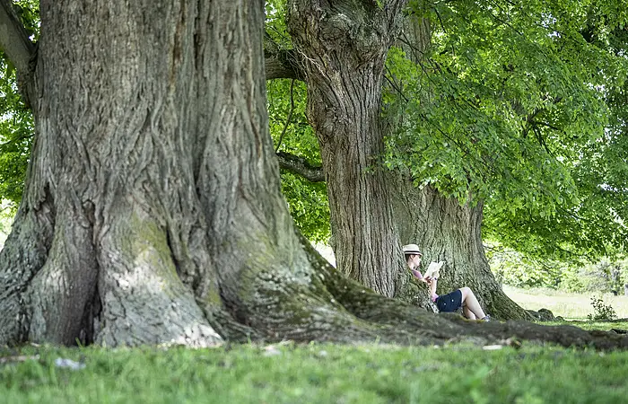 An dem hinteren sehr alten Baum hat es sich eine Wanderin mit Hut gemütlich gemacht. Es sind ein paar Äste mit grünen Blättern zu sehen. Aber die dicken Stämme nehmen viel Raum ein.