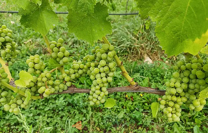 Mehrere grüne Trauben für Weißwein, die an einem Weinstock, der mit einem Drahtseil gestützt ist, hängen. Ringsherum sind das grüne Gras des Bodens und die Blätter des Weinstockes sichtbar.